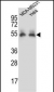 PRCP Antibody (N-term)